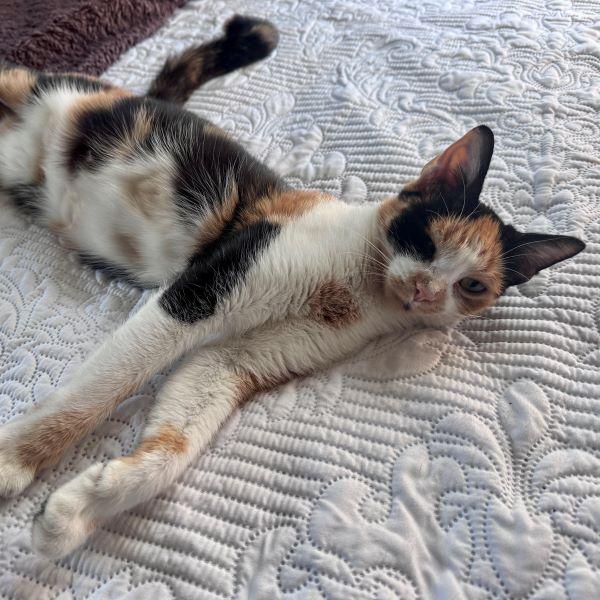 Sweet Pea, a ADOPTABLE mixed breed in Tulsa, OK image 2/6