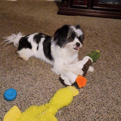 Helen of Troy, Adoptable, Puppy Female Shih Tzu.