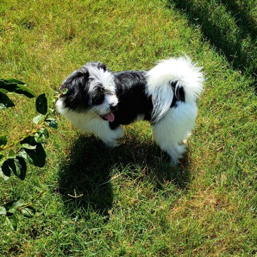 Helen of Troy, a Adoptable Shih Tzu in Broken Arrow, OK image 2/5
