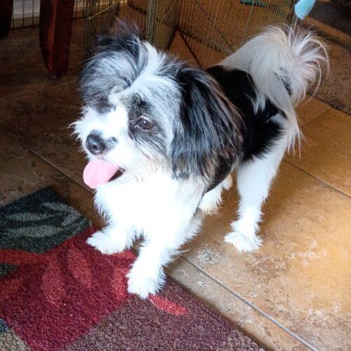 Helen of Troy, a Adoptable Shih Tzu in Broken Arrow, OK image 3/5