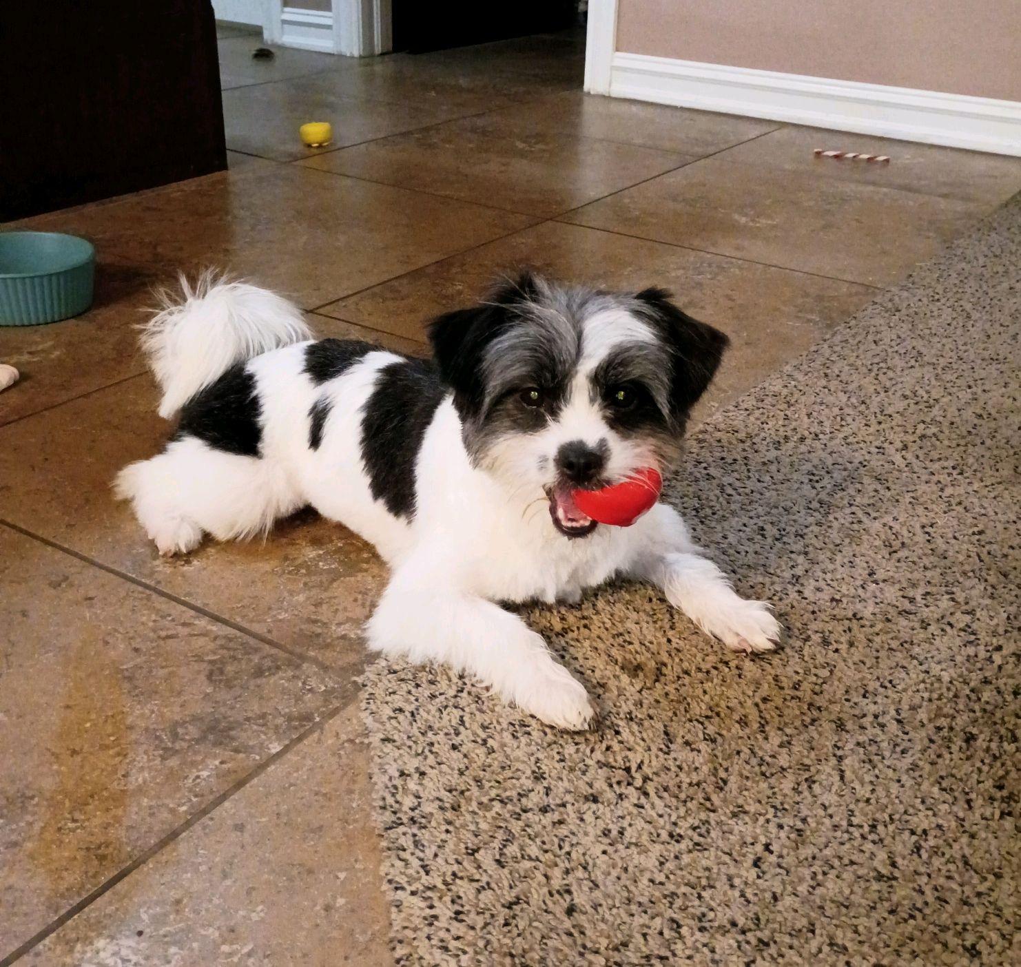 Helen of Troy, a Adoptable Shih Tzu in Broken Arrow, OK image 4/5