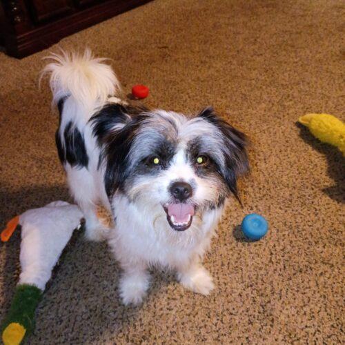 Helen of Troy, a Adoptable Shih Tzu in Broken Arrow, OK image 5/5