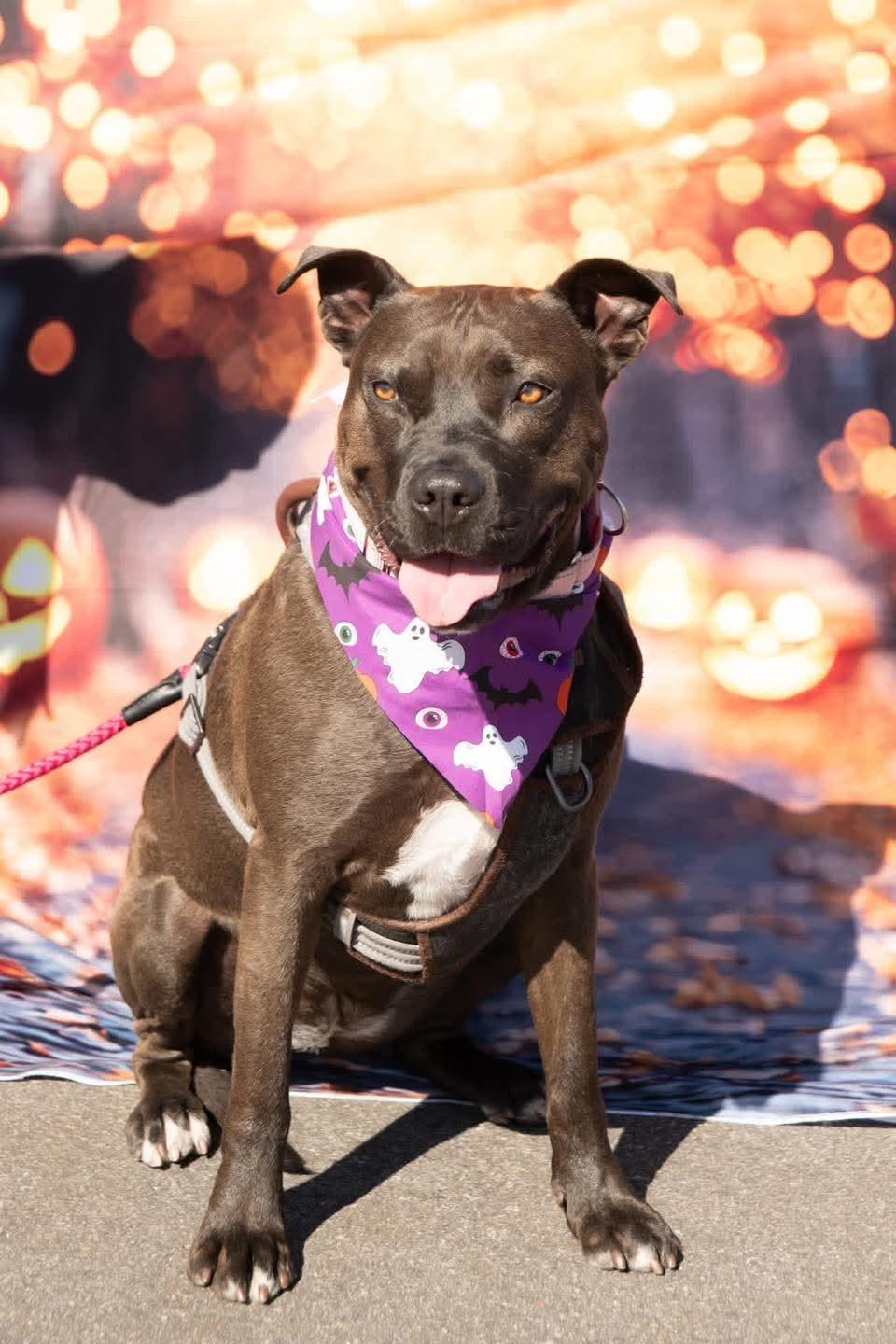 Enlarge Hope, a Adoptable Pit Bull Terrier in Macclesfield, NC image 1/4
