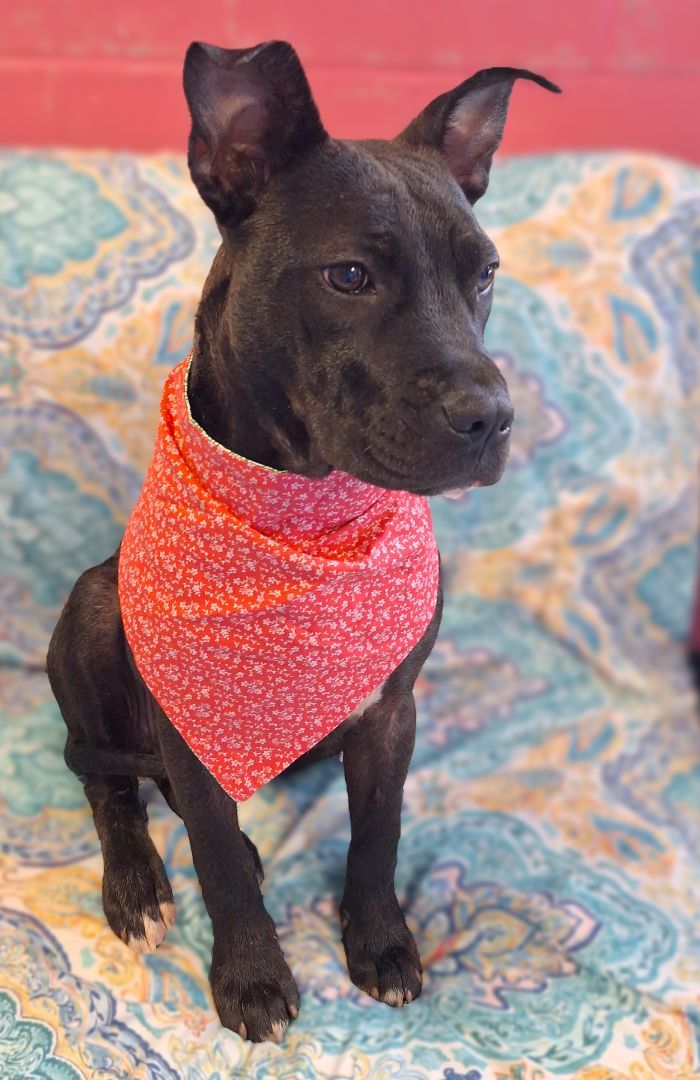 Hope, Adoptable, Young Female Pit Bull Terrier.