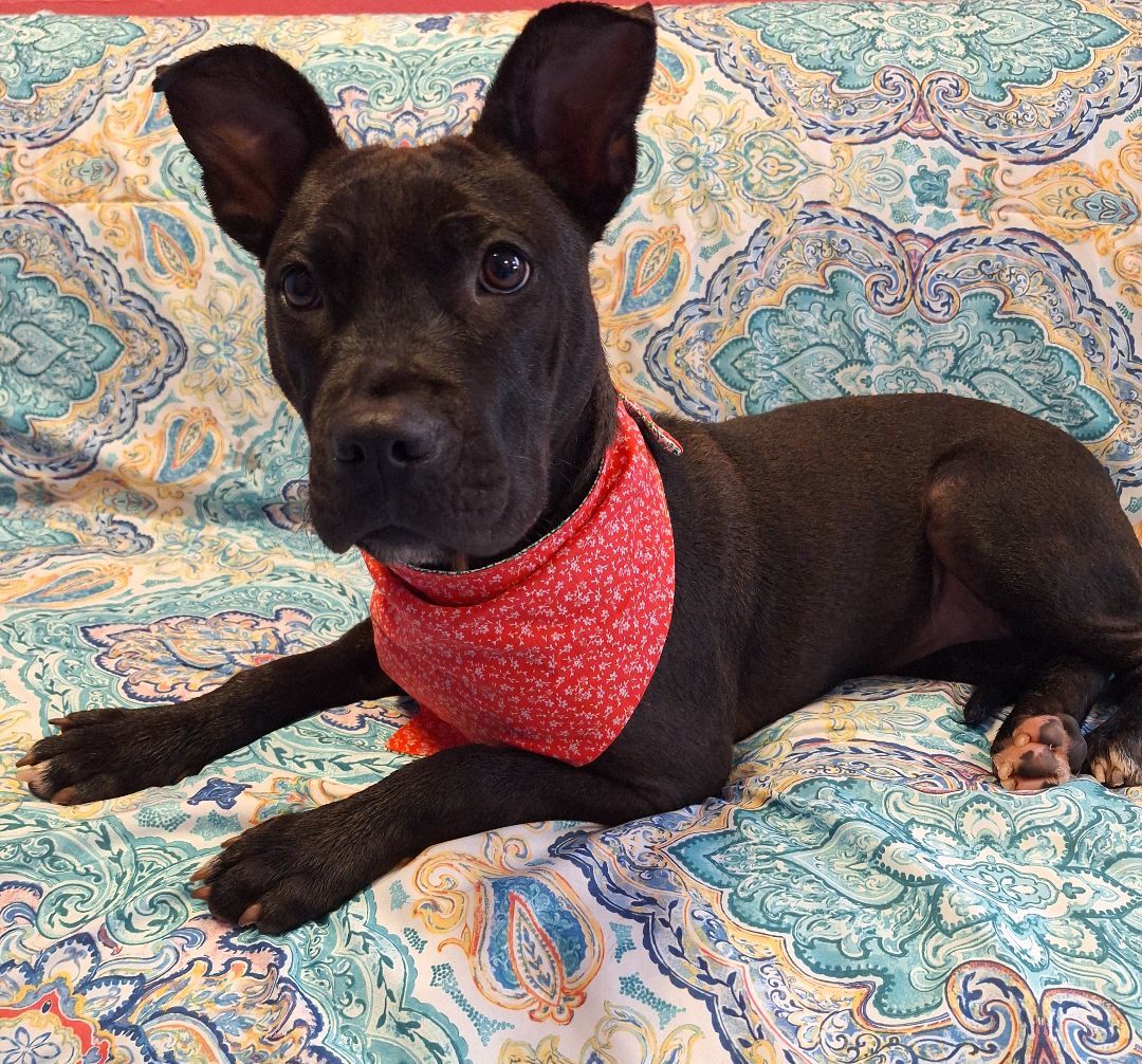 Enlarge Hope, a Adoptable Pit Bull Terrier in Macclesfield, NC image 4/4