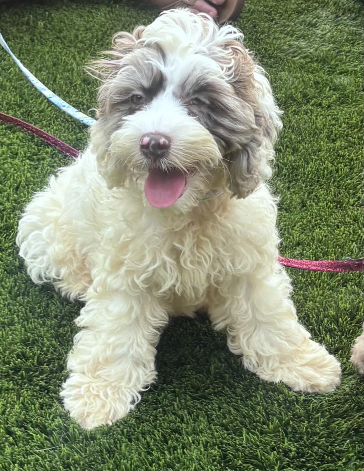 Moose, a ADOPTABLE mixed breed in Overland Park, KS image 2/3
