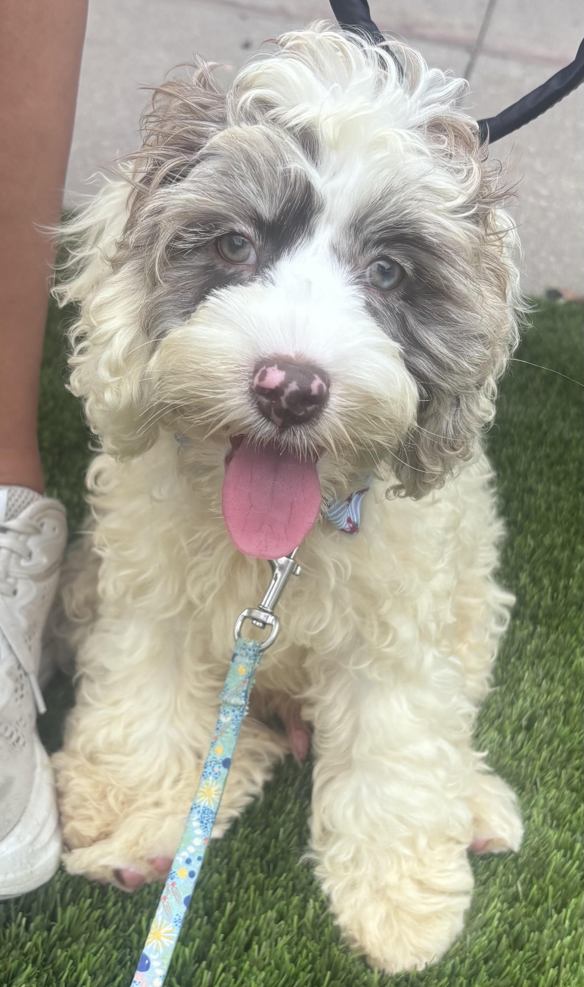 Moose, ADOPTABLE, Puppy Male Cocker Spaniel & Poodle.