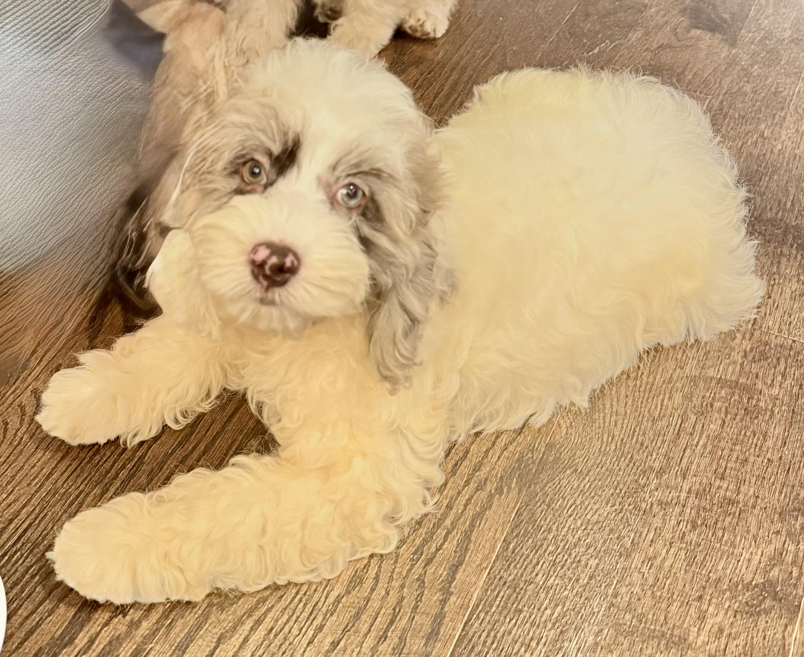 Moose, a ADOPTABLE mixed breed in Overland Park, KS image 3/3