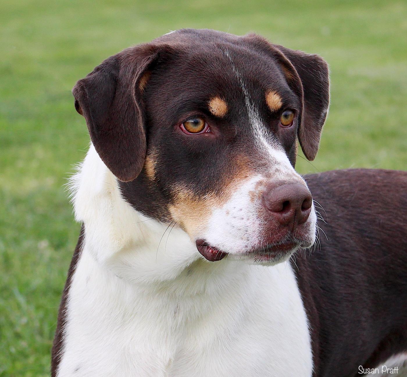 Enlarge Wine, a ADOPTABLE mixed breed in Bedford, VA image 1/3