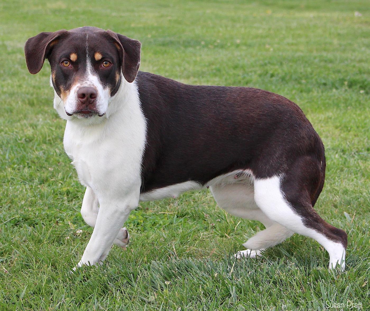 Enlarge Wine, a ADOPTABLE mixed breed in Bedford, VA image 2/3