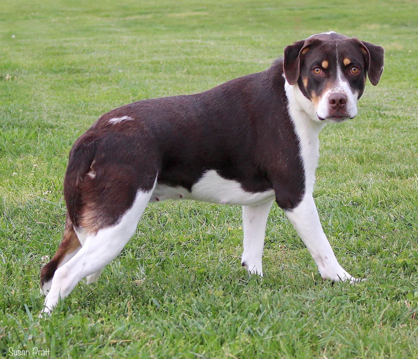 Enlarge Wine, a ADOPTABLE mixed breed in Bedford, VA image 3/3