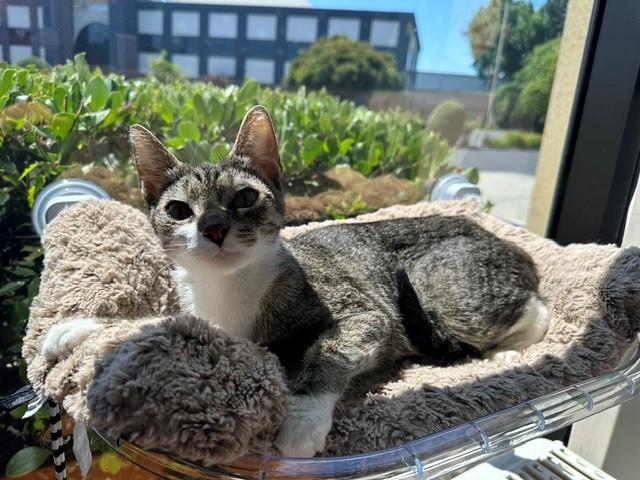 SADIE, Adoptable, Young Female Domestic Short Hair.