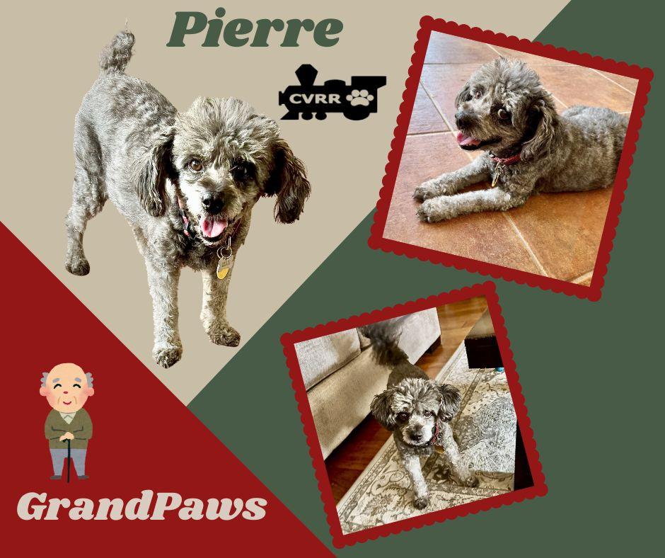 Pierre (GrandPaws), Adopted, Senior Male Poodle.