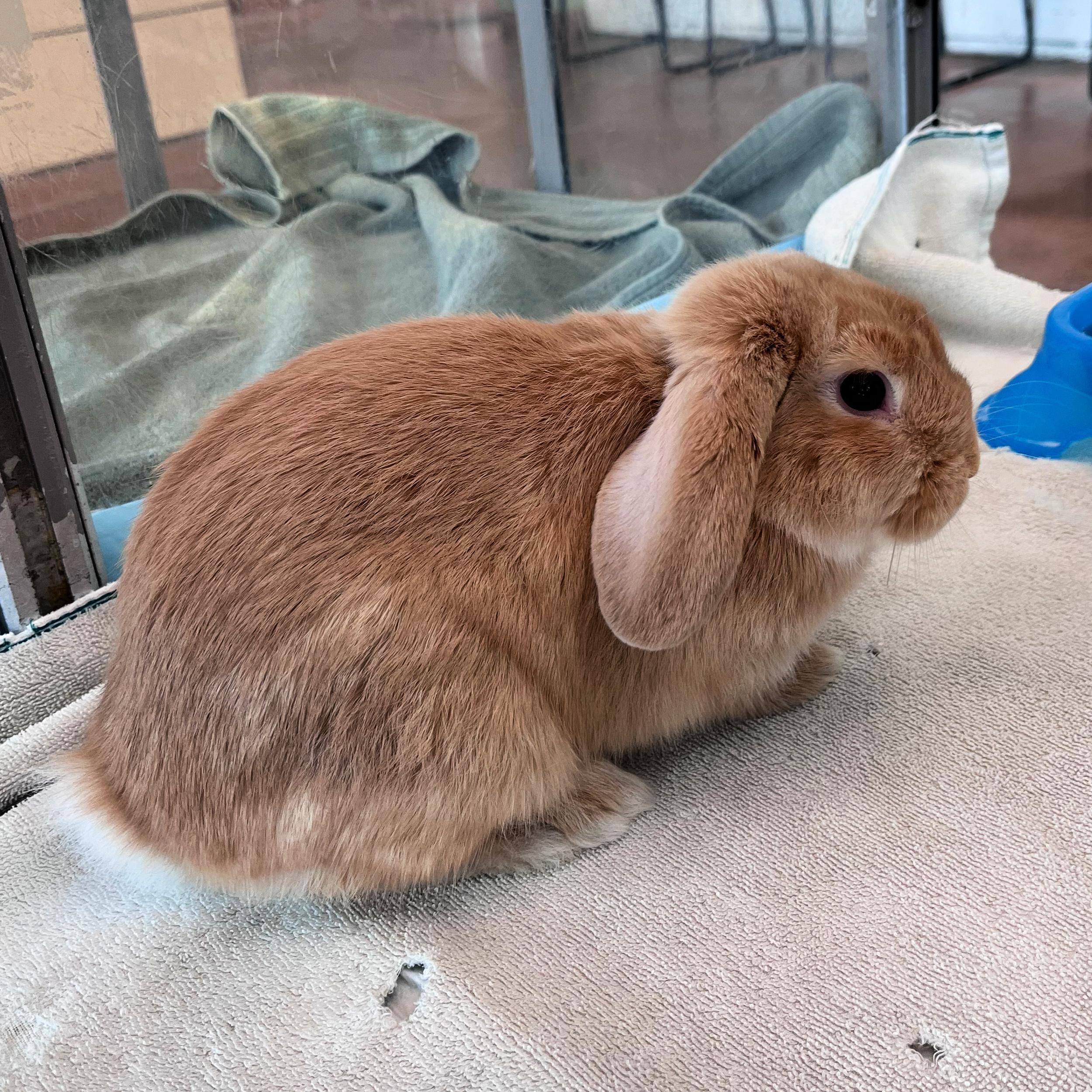 Bambie, adopted, Baby Male Lop Eared.