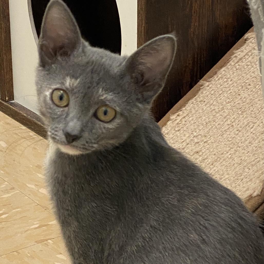 Raven, Adoptable, Young Female Domestic Short Hair.