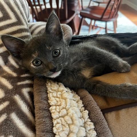 Enlarge Raven, a Adoptable Domestic Short Hair in Greensboro, GA image 2/5