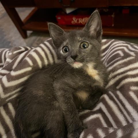 Enlarge Raven, a Adoptable Domestic Short Hair in Greensboro, GA image 3/5