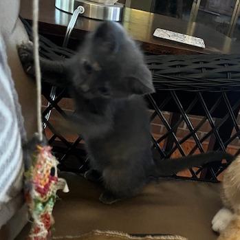 Enlarge Raven, a Adoptable Domestic Short Hair in Greensboro, GA image 4/5