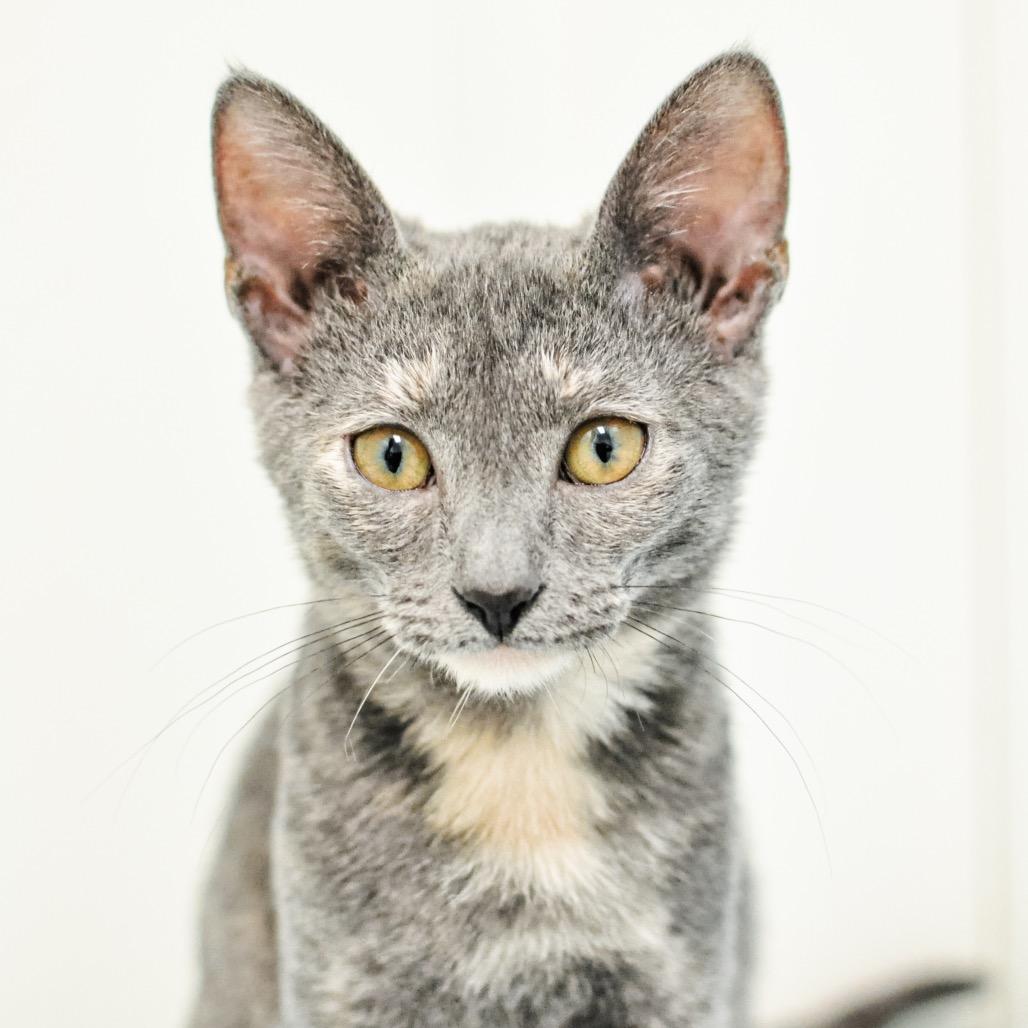 Enlarge Raven, a Adoptable Domestic Short Hair in Greensboro, GA image 5/5
