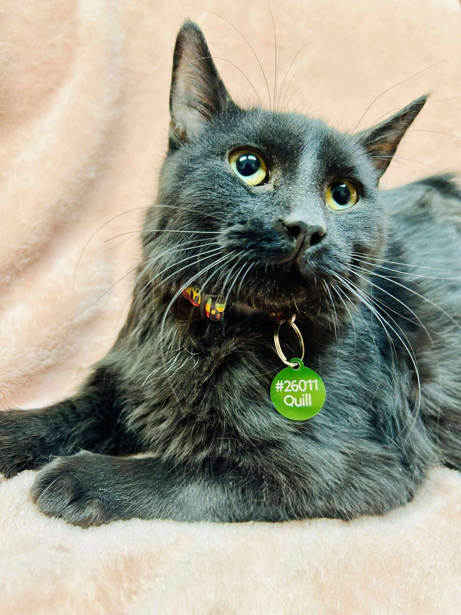 Enlarge Quill, a ADOPTABLE Domestic Short Hair in Alexandria, MN image 2/2