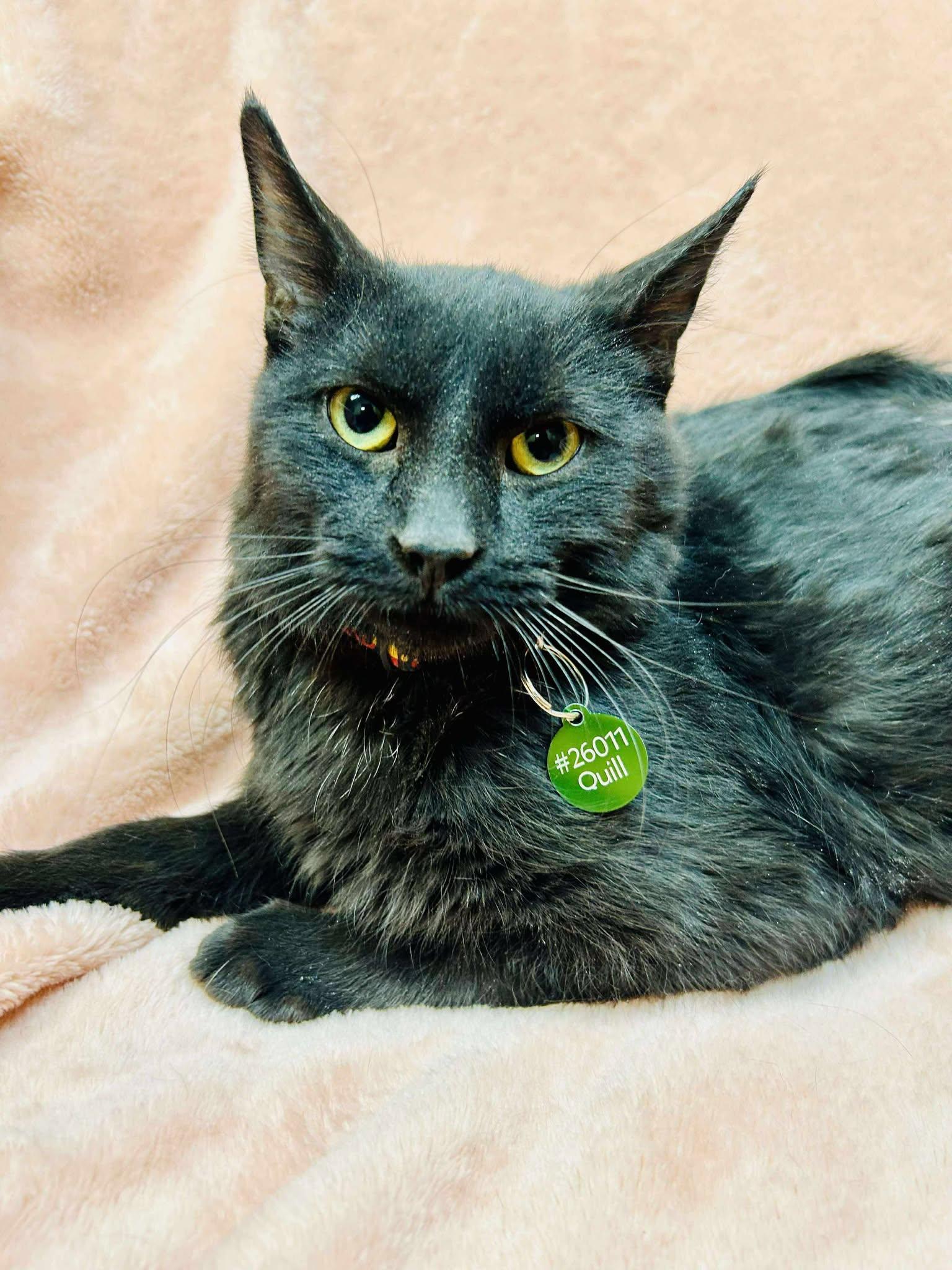 Enlarge Quill, a ADOPTABLE Domestic Short Hair in Alexandria, MN image 1/2