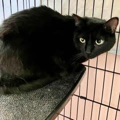 Hero, an adopted Domestic Short Hair in Green Valley, AZ image 2/3