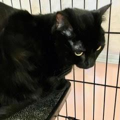 Hero, an adopted Domestic Short Hair in Green Valley, AZ image 3/3