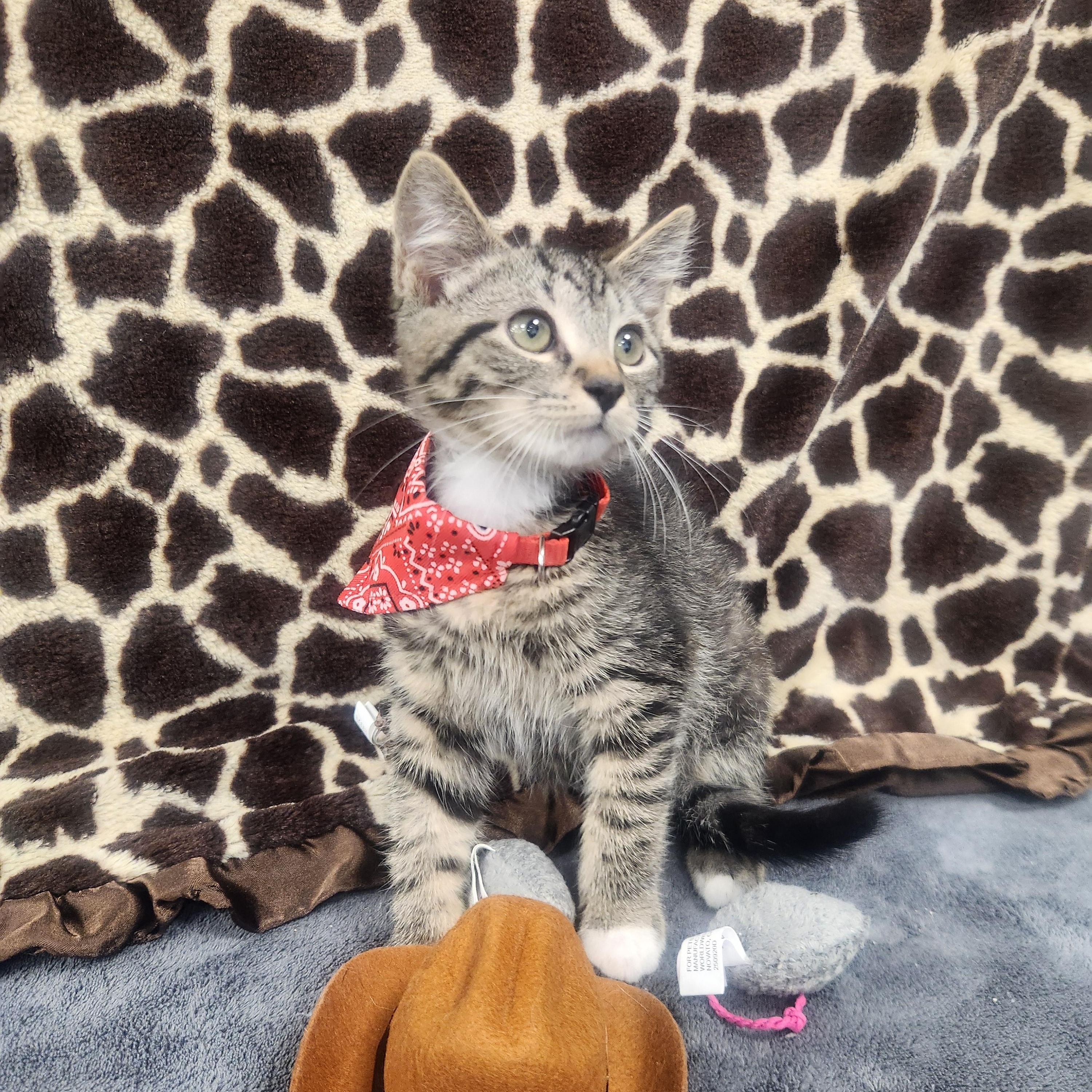 Maverick , an adoptable Domestic Short Hair in Hagerstown, MD image 3/4