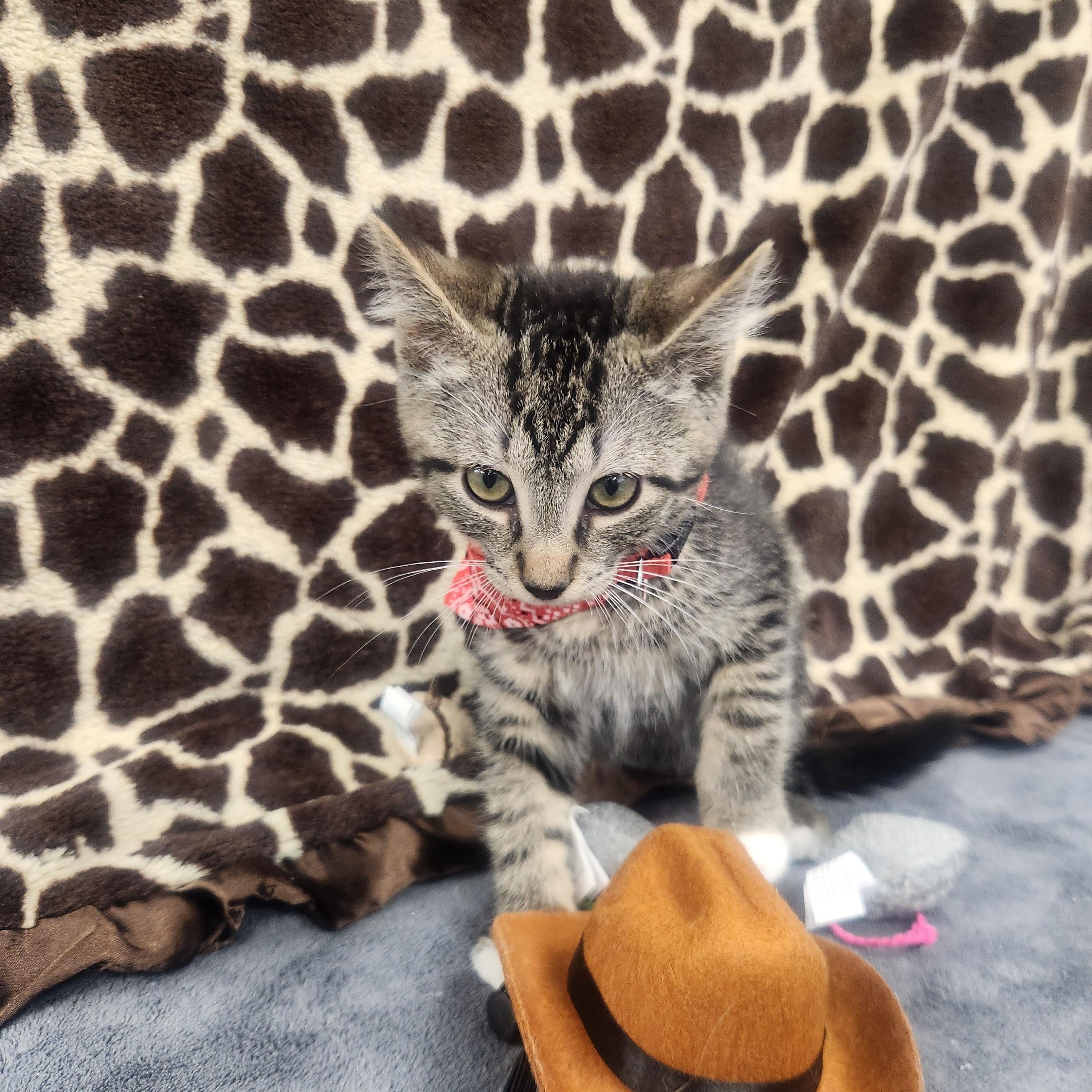 Maverick , an adoptable Domestic Short Hair in Hagerstown, MD image 4/4