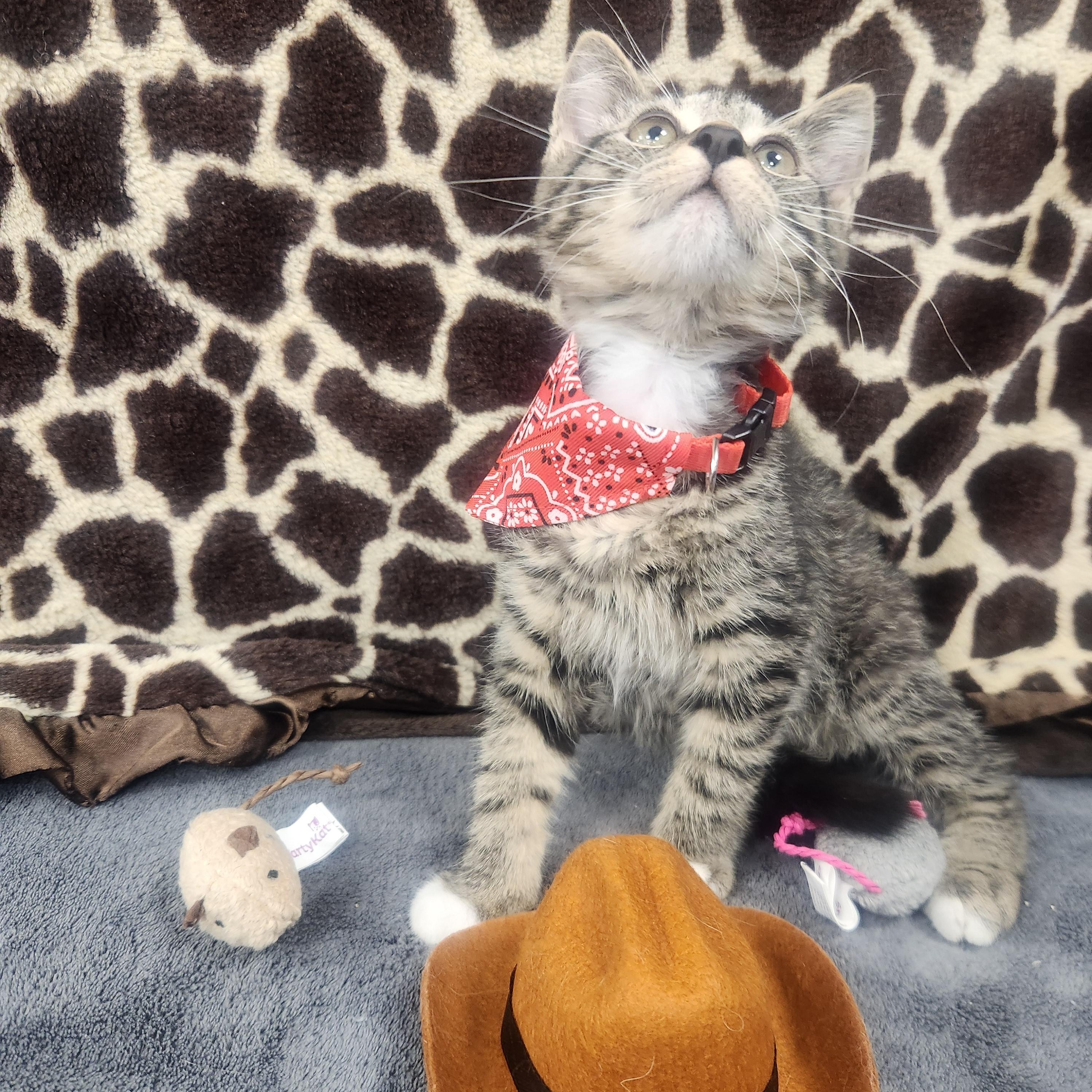 Maverick , adoptable, Kitten Male Domestic Short Hair.