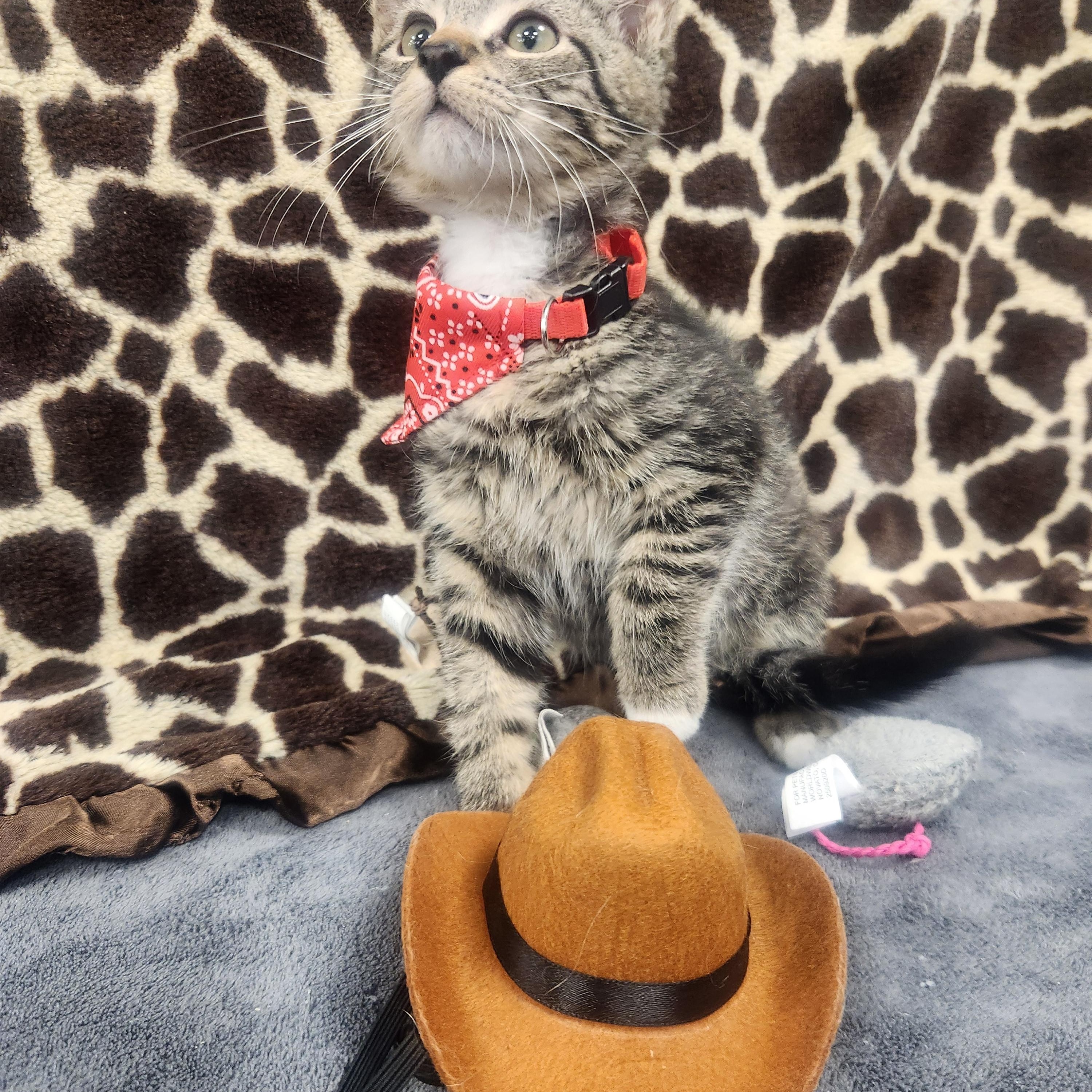 Maverick , an adoptable Domestic Short Hair in Hagerstown, MD image 2/4