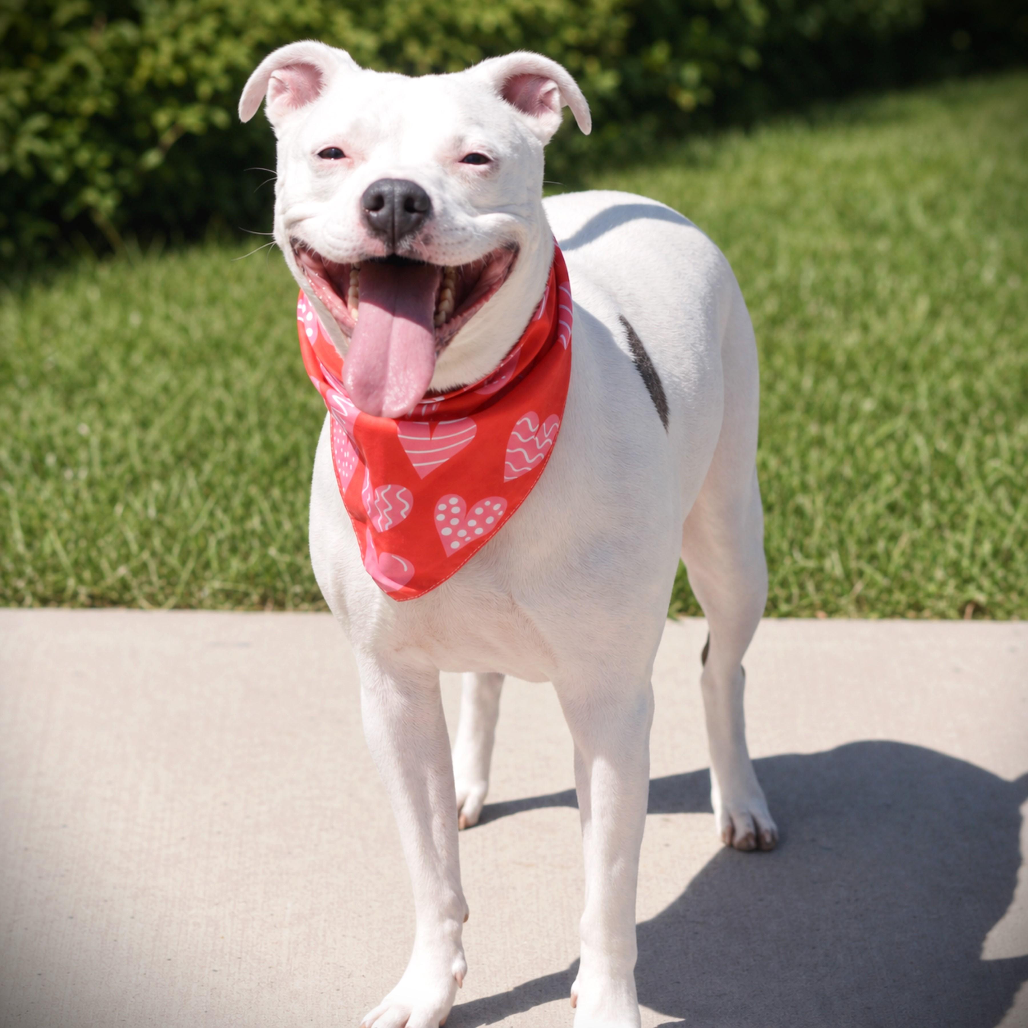 Cali, adoptable, Adult Female Terrier.