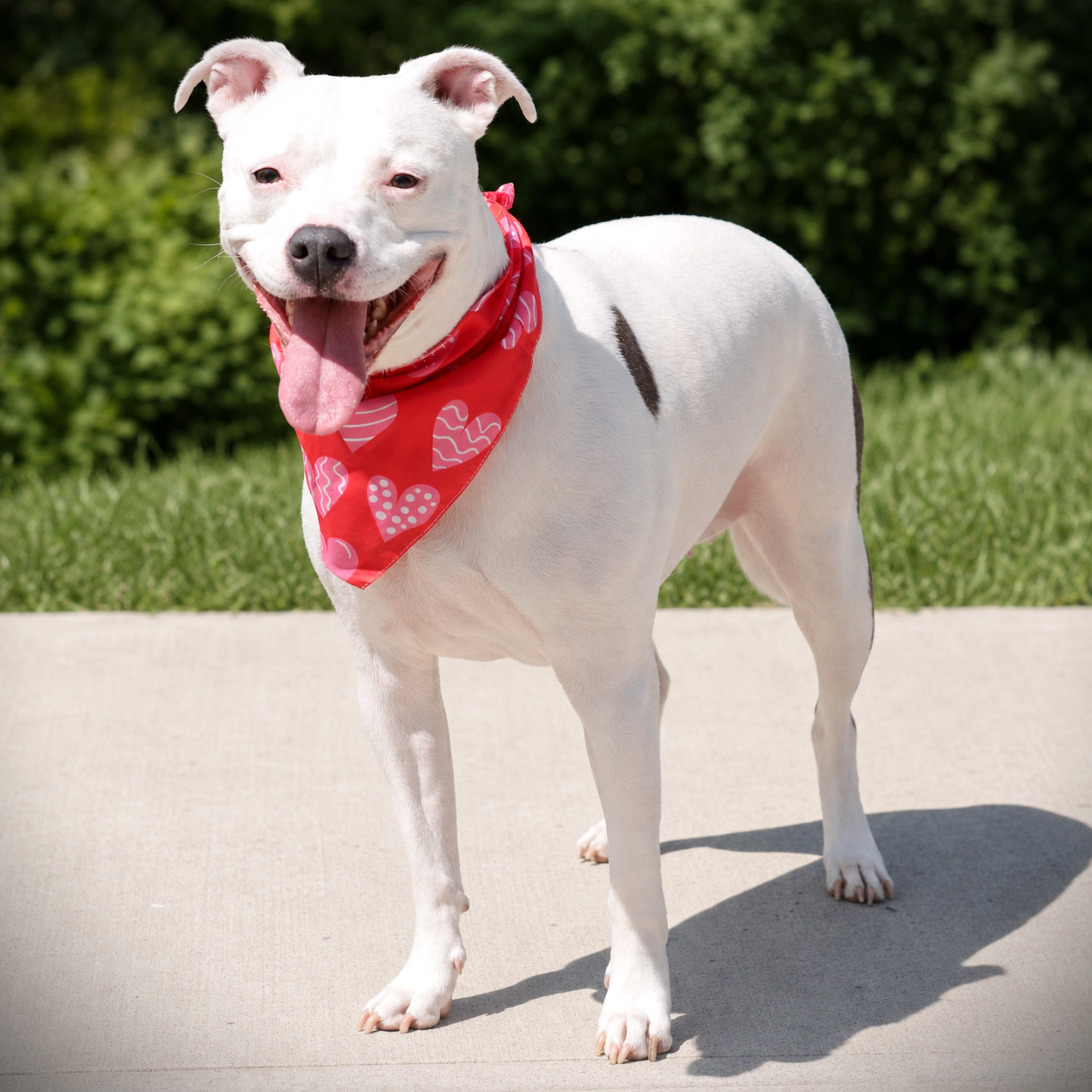 Cali, an adoptable mixed breed in Amsterdam, NY image 4/4