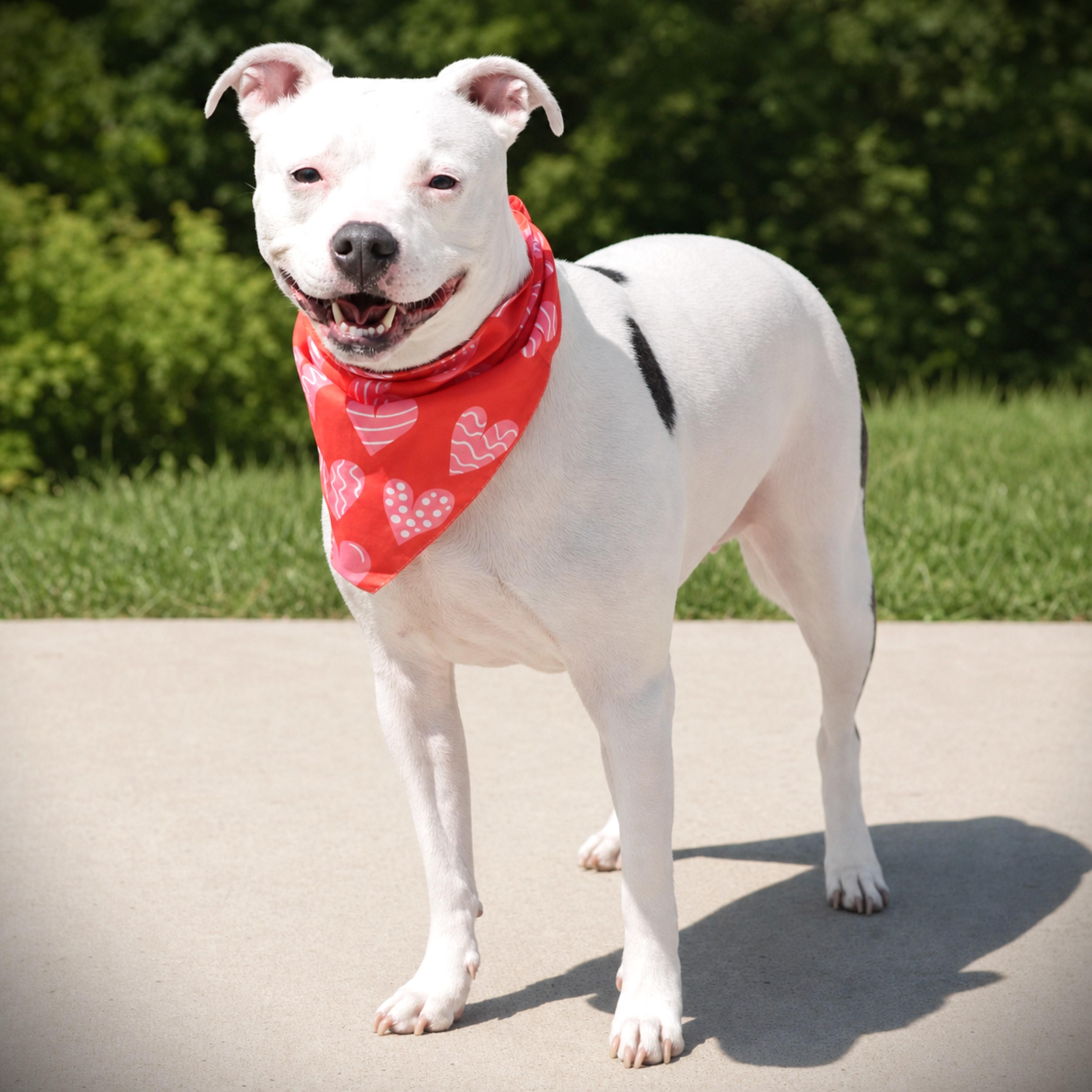 Cali, an adoptable mixed breed in Amsterdam, NY image 2/4
