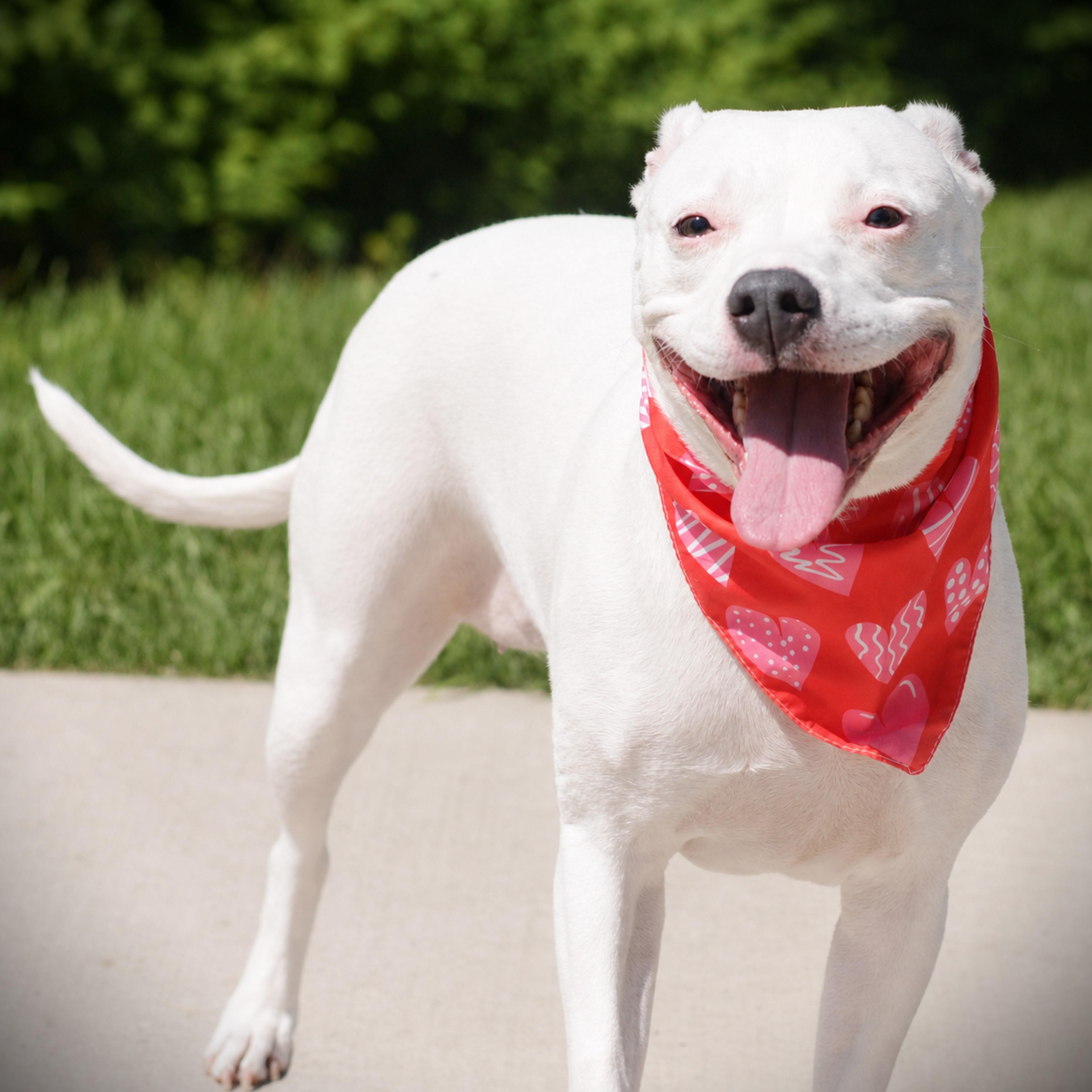 Cali, an adoptable mixed breed in Amsterdam, NY image 3/4