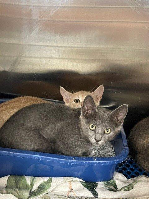 Faith, Adoptable, Kitten Female Domestic Short Hair.