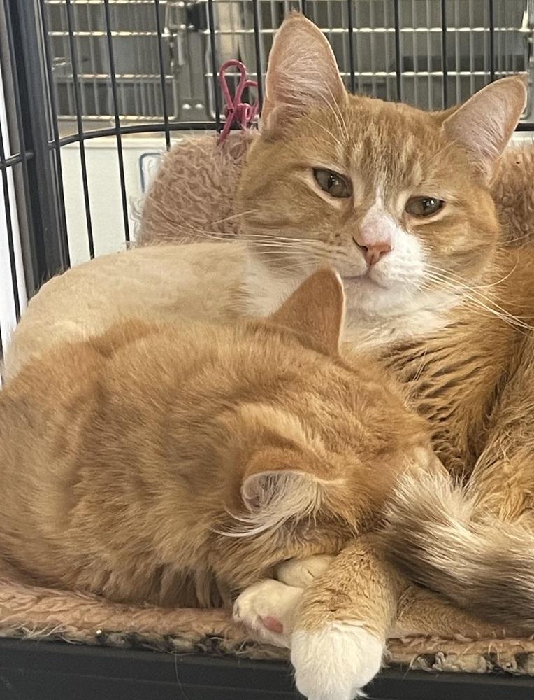 Solar, Adoptable, Adult Male Domestic Long Hair.