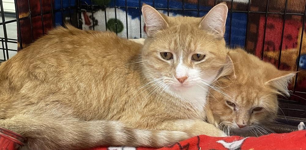 Enlarge Solar, a Adoptable mixed breed in Southbury, CT image 2/4