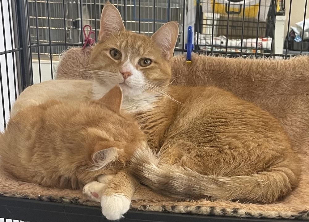 Enlarge Solar, a Adoptable mixed breed in Southbury, CT image 3/4