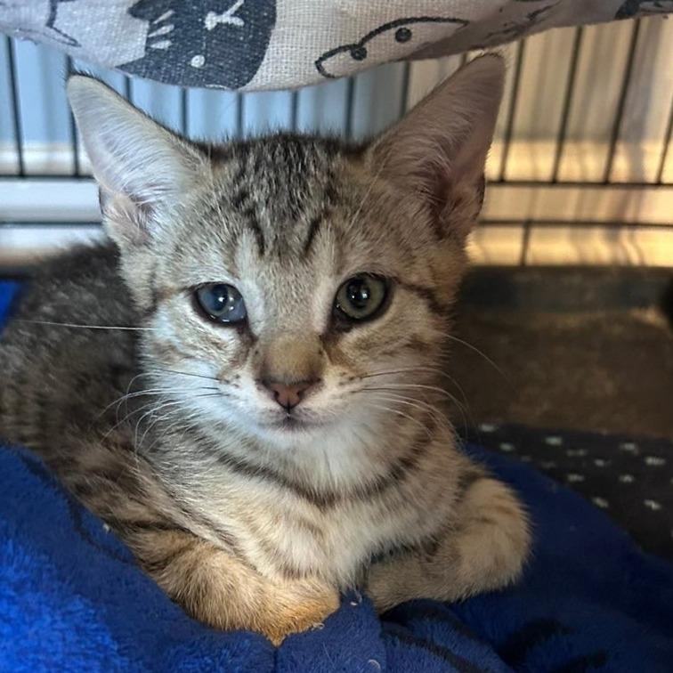 Washington, Adoptable, Kitten Male Domestic Short Hair.