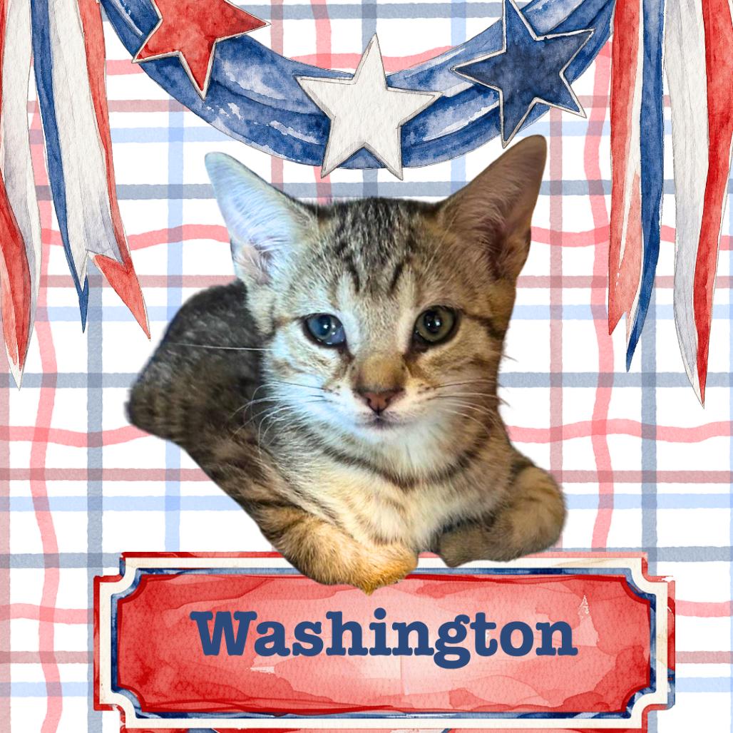 Enlarge Washington, a Adoptable Domestic Short Hair in Wind Gap, PA image 2/2