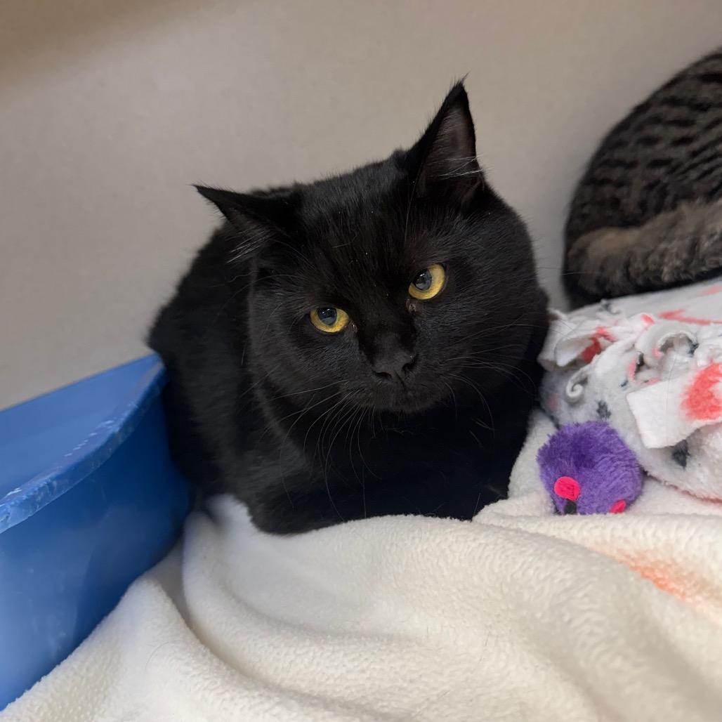 Enlarge Lola, a Adoptable Domestic Medium Hair in Great Falls, MT image 1/3