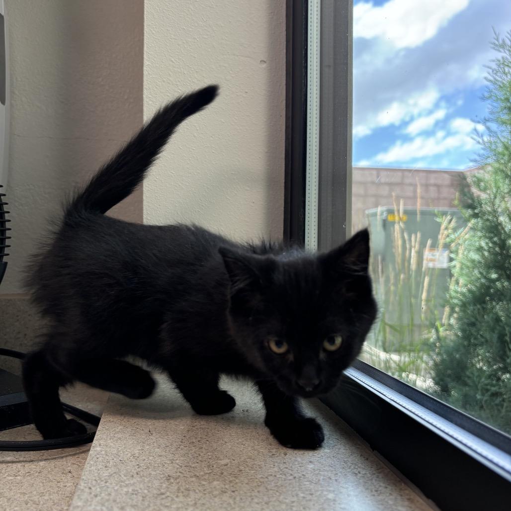 Enlarge Lola, a Adoptable Domestic Medium Hair in Great Falls, MT image 2/3