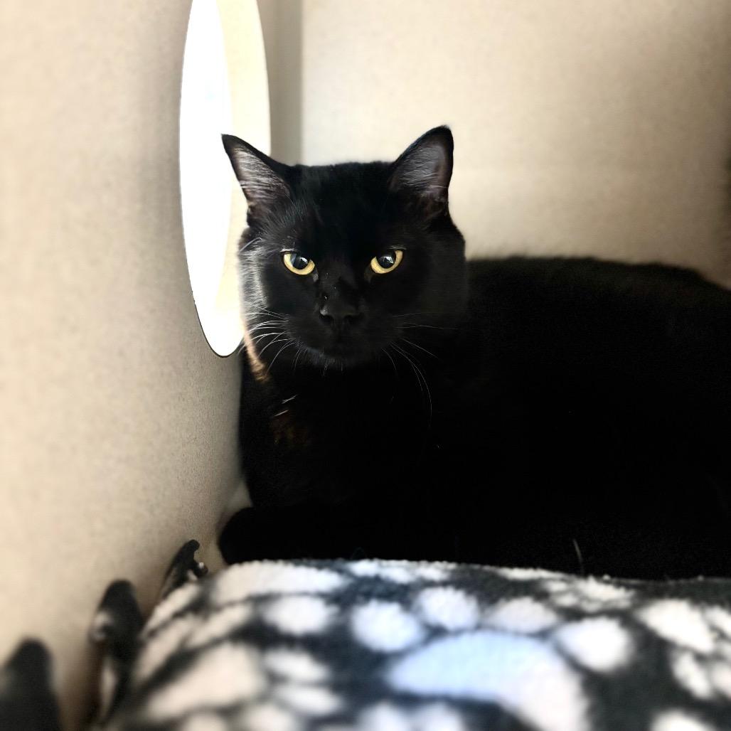 Enlarge Lola, a Adoptable Domestic Medium Hair in Great Falls, MT image 3/3