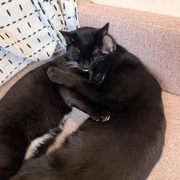 Enlarge DALE & COLE, a ADOPTABLE Domestic Short Hair in Schnecksville, PA image 2/2