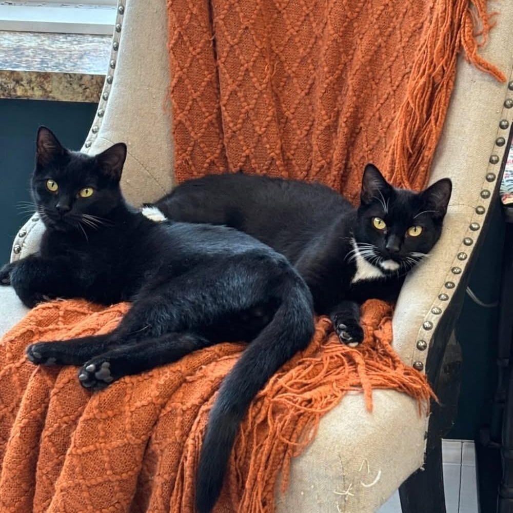 Enlarge DALE & COLE, a ADOPTABLE Domestic Short Hair in Schnecksville, PA image 1/2