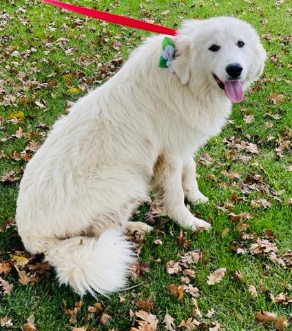 Jasper, a Adoptable Great Pyrenees in Colusa, CA image 2/6