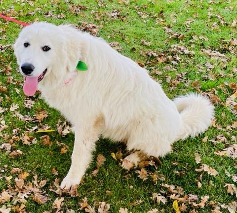 Jasper, a Adoptable Great Pyrenees in Colusa, CA image 3/6