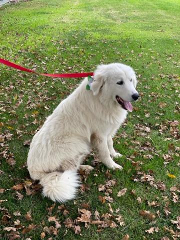 Jasper, a Adoptable Great Pyrenees in Colusa, CA image 4/6
