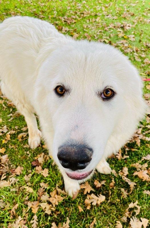 Jasper, a Adoptable Great Pyrenees in Colusa, CA image 5/6